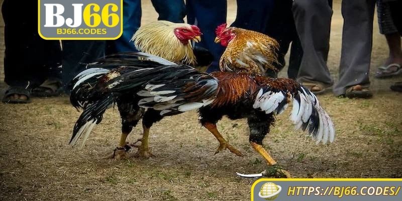 Đá Gà Cựa Dao BJ66 – Trận Chiến Sống Động, Kịch Tính 3 Đá gà cựa dao BJ66 có gì khác