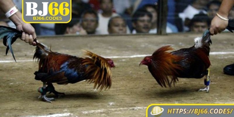 Đá Gà Cựa Dao BJ66 – Trận Chiến Sống Động, Kịch Tính 1 Tổng quan đá gà cựa dao BJ66