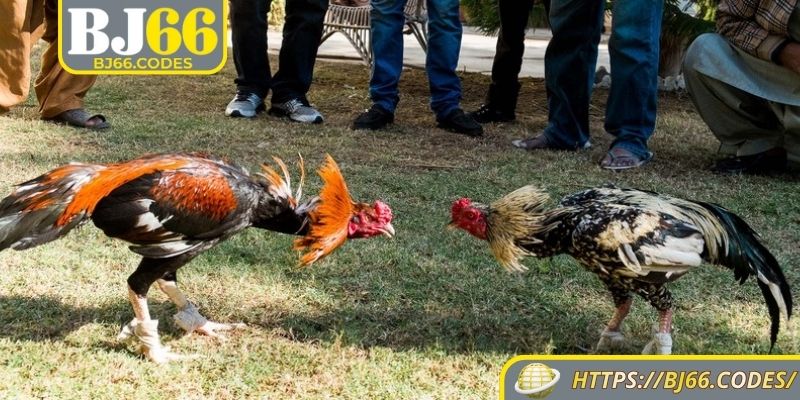 Luật thi đấu đá gà cực sắt BJ66