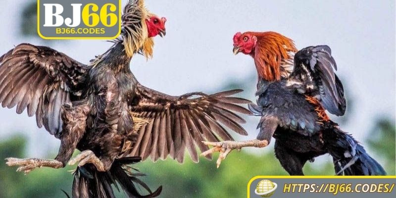 Bí kíp đá gà Thomo BJ66