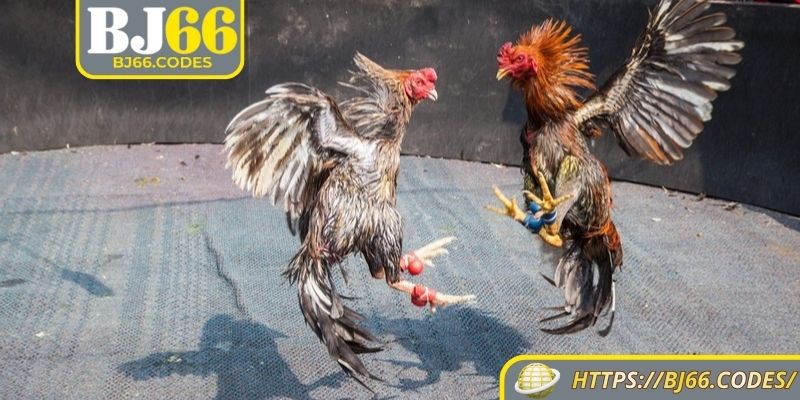 Các sản phẩm đá gà Thomo BJ66