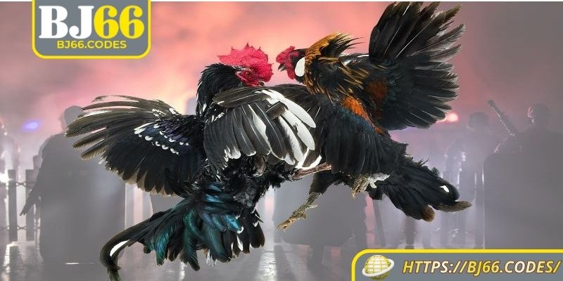 Đá Gà Tre BJ66 – Những Trận Gà Tre Cọp Siêu Kinh Điển 3 Đá gà tre BJ66 chọn gióng ra trận