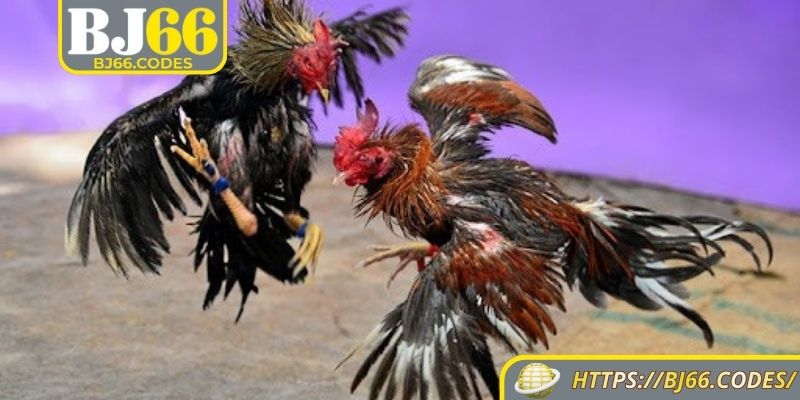 Đá Gà Tre BJ66 – Những Trận Gà Tre Cọp Siêu Kinh Điển 2 Địa chỉ cược đá gà tre BJ66