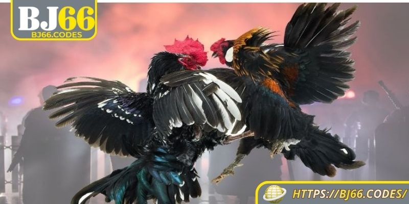 Đá Gà Tre BJ66 – Những Trận Gà Tre Cọp Siêu Kinh Điển 1 Đôi nét về đá gà tre BJ66