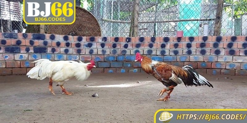 Hiểu các lợi ích tuyệt vời khi trải nghiệm đá gà trực tiếp BJ66