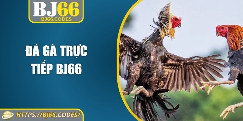 Đá gà trực tiếp BJ66